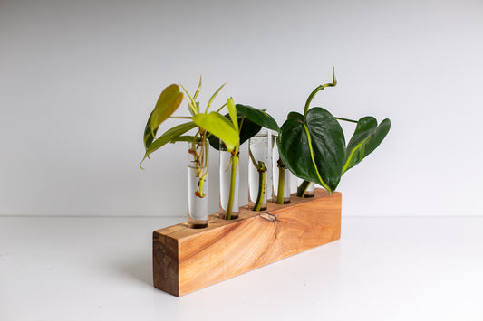 A deep squared plant propagation station holding 5 plant clippings.