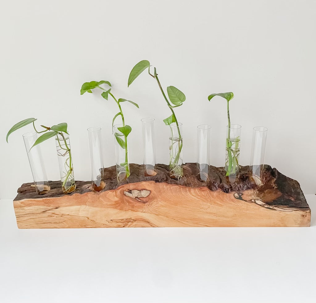 Live Edge Propagation Station