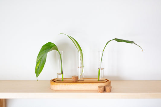 A small wooden propagation station with 3 plant clippings placed in the tubes.