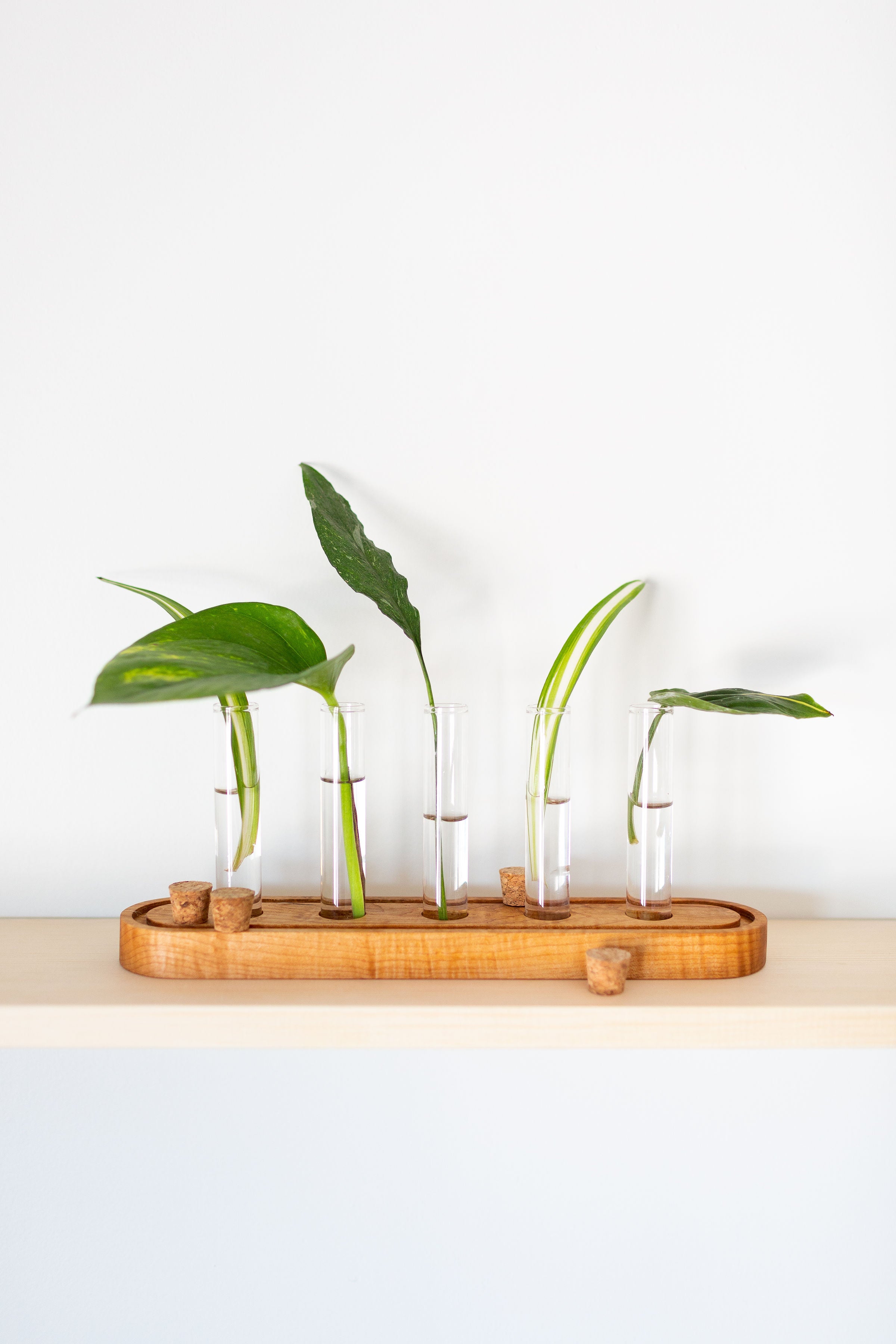 A set of five glass tubes with cork tops, each containing a green plant, arranged on a wooden propagation station.